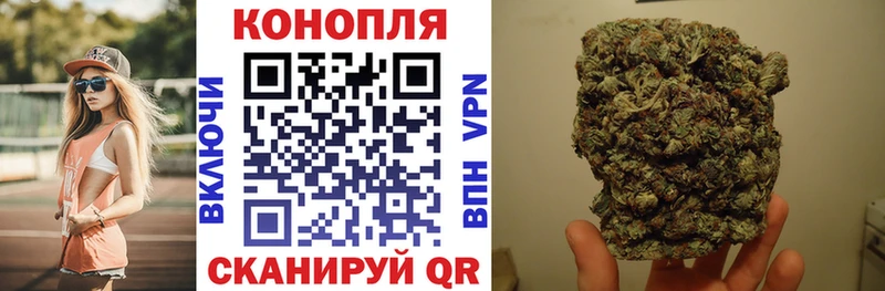 Купить где  Судогда  Бошки марихуана ГИДРОПОН 
